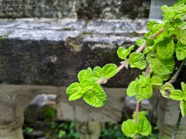 Close up view of Pilea nummulariifolia. Green textured leaves clipart