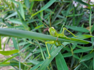 A grasshopper resting on the grass. Grasshopper in nature. Selective focus with bokeh background