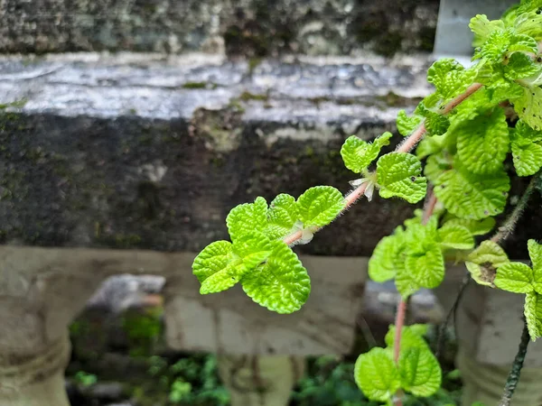 Close up view of Pilea nummulariifolia. Green textured leaves