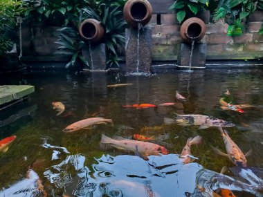 Artificial koi pond with water pots fountain and plants arounds, suitable for home backyard or garden design. Selective focus image