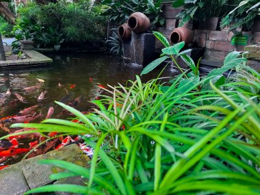 Artificial koi pond with water pots fountain and plants arounds, suitable for home backyard or garden design. Selective focus image