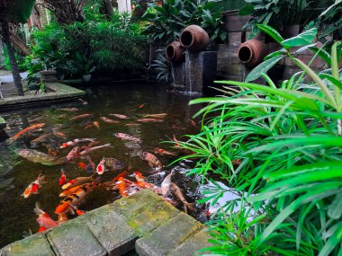 Artificial koi pond with water pots fountain and plants arounds, suitable for home backyard or garden design. Selective focus image