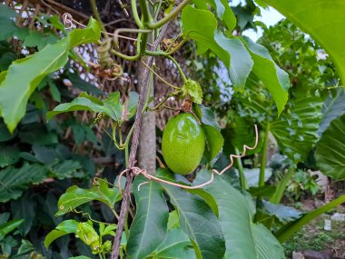 Ağaçta asılı yeşil ve taze tutku meyveleri (Passiflora edulis). Seçici odak