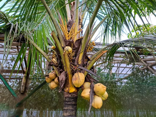 Elefántcsont Kókusz Sárga Gyümölcsök Rövid Növekedés Kertben Hazai Mezőgazdaság Fogalma — Stock Fotó