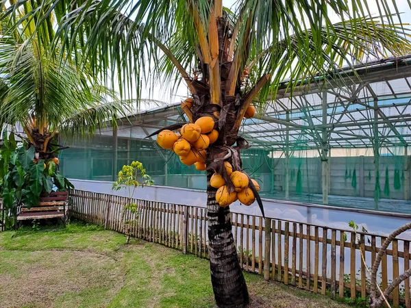 아이보리 코코넛 노란색 그리고 뜰에는 나무가 자란다 — 스톡 사진