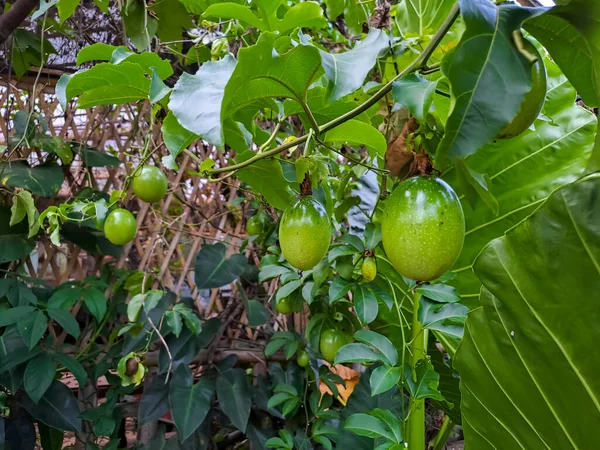 Πράσινα Και Φρέσκα Φρούτα Του Πάθους Passiflora Edulis Κρέμονται Στο — Φωτογραφία Αρχείου