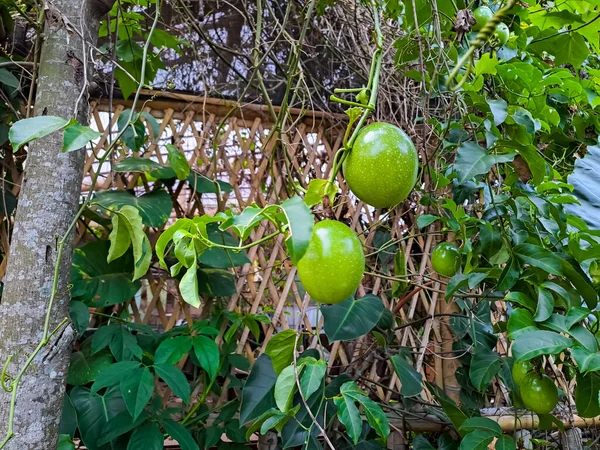 Zöld Friss Golgotagyümölcs Passiflora Edulis Lóg Fán Szelektív Fókusz — Stock Fotó