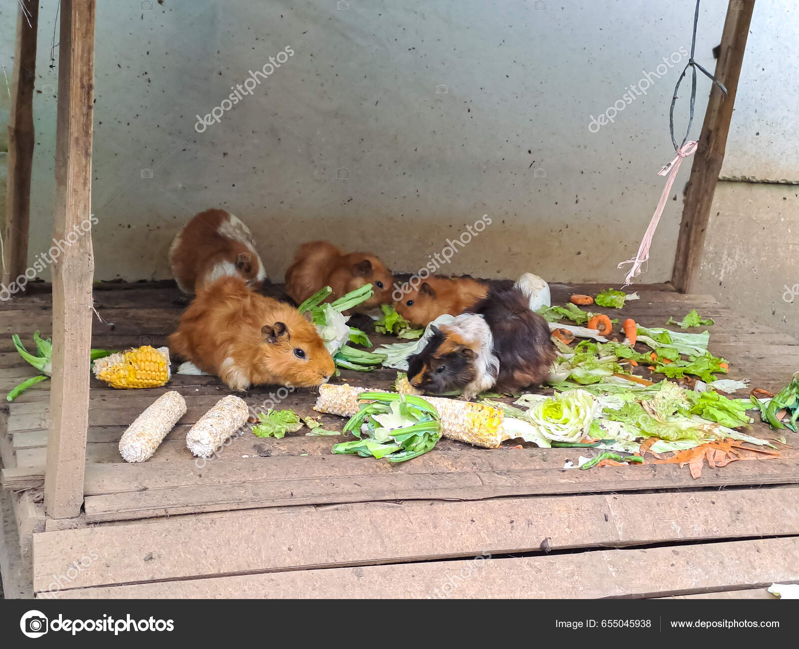 Guinea pig cheap being eaten
