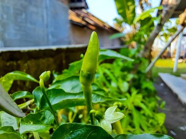 Bitkinin üzerinde yeşil ya da olgunlaşmamış kırmızı biber ya da acı biber (Capsicum annuum) asılı. Bahçede yetişen bitkiler.