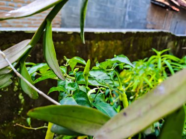 Bitkinin üzerinde yeşil ya da olgunlaşmamış kırmızı biber ya da acı biber (Capsicum annuum) asılı. Bahçede yetişen bitkiler.