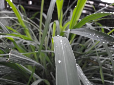 Limon otu yapraklarında taze sabah çiği. Doğa teması için uygun arkaplan