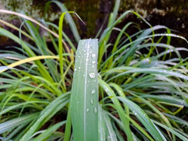 Limon otu yapraklarında taze sabah çiği. Doğa teması için uygun arkaplan