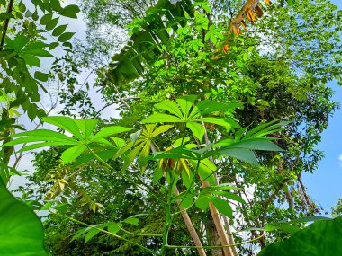 Mavi gökyüzünün altında bulutlu yeşil yaprakların manzarası. Doğa temalı arkaplan