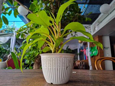 Taro yaprağı dokusu, yaprak derisi deseni, taze yeşil yaprağın üzerindeki güneş ışığı, doğa temalı arka plan.