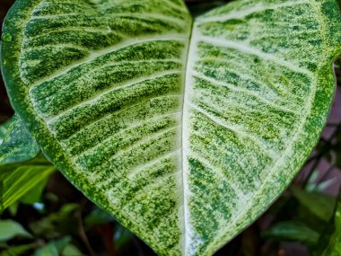 Sengonyum podophyllum ya da ok başı bitkisinin güzel bir yaprak deseni, yeşil yumurtalar arasında açık sarı veya beyaz tomurcuklara sahip popüler bir ev bitkisi. Görüntüyü kapat