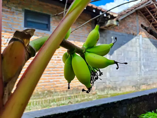 Friss Sárgás Banán Lóg Faágon Elmosódott Téglafallal Háttérben Házikertészeti Vagy — Stock Fotó