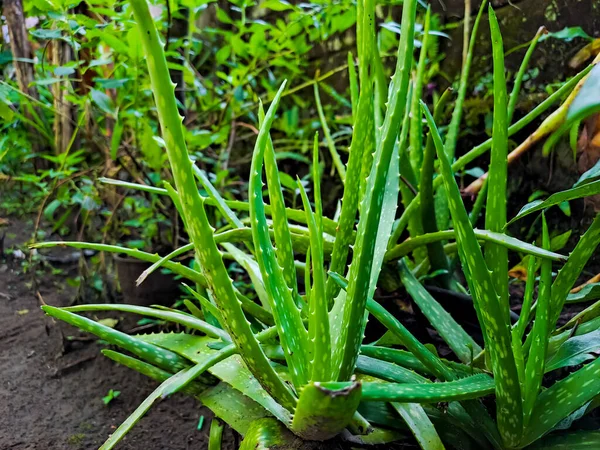 Aloe Vera Usually Cultivated Agriculture Cosmetic Raw Material Medicine Various — Stock Photo, Image