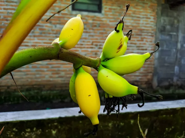 背景に露出したぼやけたレンガの壁で 木の枝にぶら下がっている新鮮な黄色のバナナ 家庭菜園や農業の概念 — ストック写真