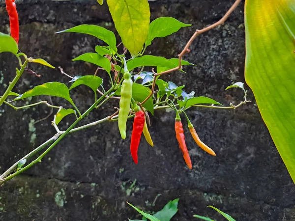 Chili Pepper Cayenne Pepper Hot Pepper Capsicum Annuum Hanging Plant — Stock Photo, Image
