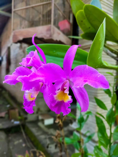 Boże Narodzenie Orchidea Lub Cattleya Trianae Piękne Purpurowe Kwiaty Podwórku — Zdjęcie stockowe