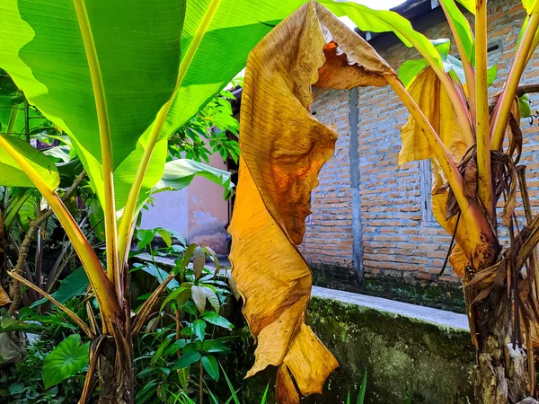 Сухие Свежие Банановые Листья Висящие Растении — стоковое фото