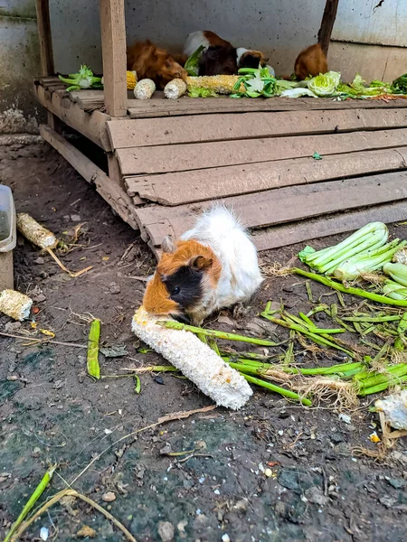 A cute guinea pig eating corn near the stables