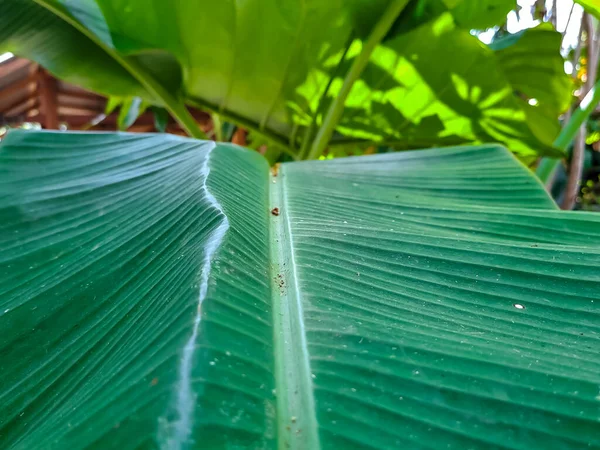 Muz yaprağı arka planı, güneş ışığı ve yeşil muz yaprağının gölgesi, doğa temalı arka plan