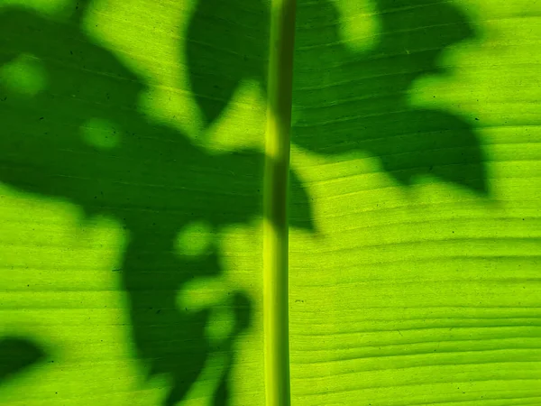 Muz Yaprağı Dokusu Güneş Işığı Yeşil Muz Yaprağının Üzerindeki Gölge — Stok fotoğraf