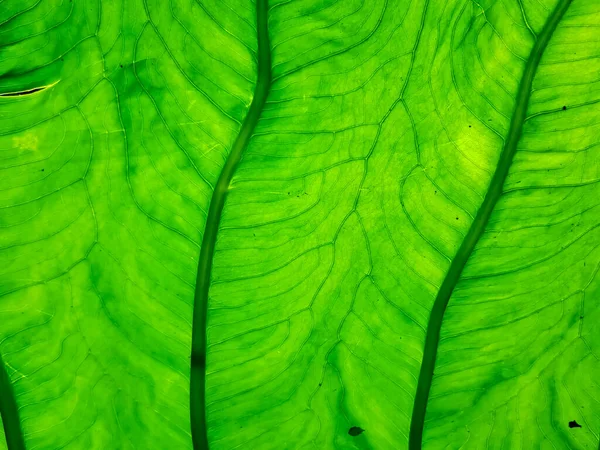 Taro Yaprağı Dokusu Yaprak Derisi Deseni Taze Yeşil Yaprağın Üzerindeki — Stok fotoğraf