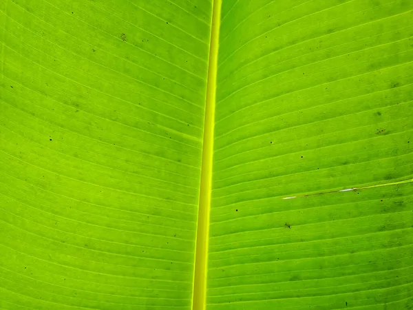 Taro Yaprağı Dokusu Yaprak Derisi Deseni Taze Yeşil Yaprağın Üzerindeki — Stok fotoğraf