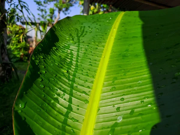 Taro Leaf Texture Leaf Epidermis Pattern Sunlight Fresh Green Leaf — Stock Photo, Image
