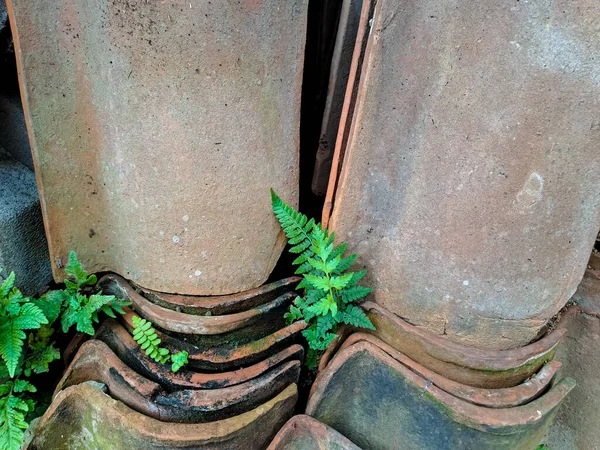 Plants grow among as the stack of clay roof tile. Illustration of opportunity, strength and success concept