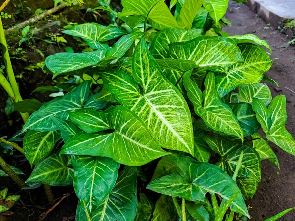 Aynı Zamanda Başı Bitkisi Olarak Bilinen Sengonyum Podophyllum Yeşil Renkli — Stok fotoğraf