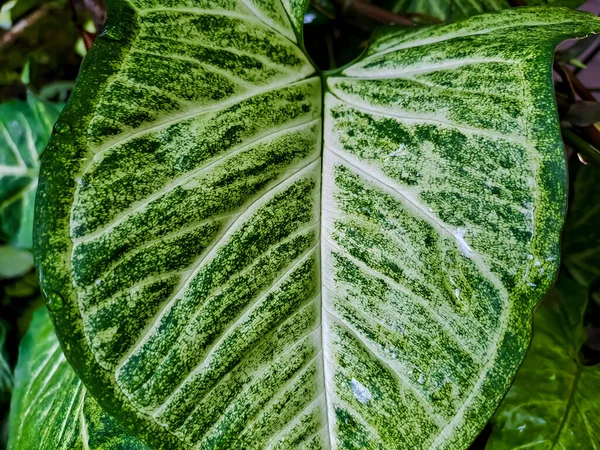 Een Prachtig Bladerpatroon Van Syngonium Podophyllum Pijlpunt Plant Een Populaire — Stockfoto
