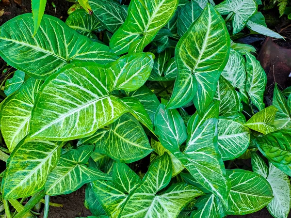 Aynı Zamanda Başı Bitkisi Olarak Bilinen Sengonyum Podophyllum Yeşil Renkli — Stok fotoğraf