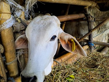 Bambu kafesli inek, kameraya bakıyor. Köydeki ev çiftçiliği manzarası