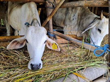Bambu kafesindeki inekler pirinç pipetini yerler. Köydeki ev çiftçiliği manzarası