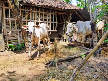 Mütevazı kafesin yanında duran iki Asyalı beyaz inek. Endonezya 'daki köyde ev çiftçiliği manzarası