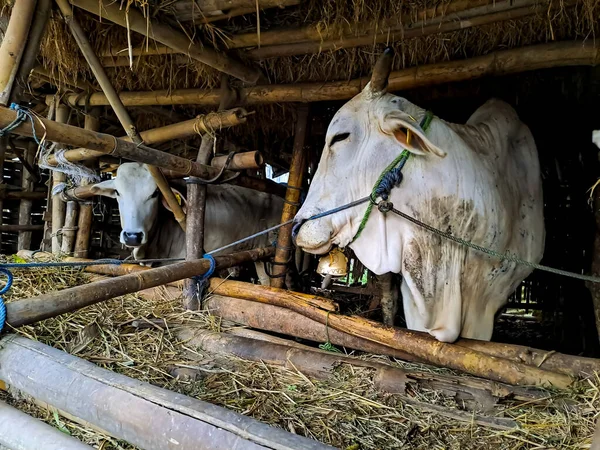 Cows in the bamboo modest cage with a thatched roof. View of house farming in the village