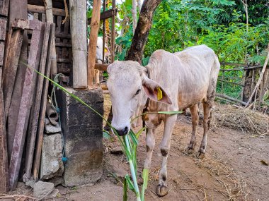 Mütevazı bir kafesin yanında duran ve şeker kamışı yaprağı yiyen bir inek. Endonezya 'daki köyde ev çiftçiliği manzarası