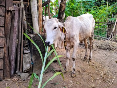 Mütevazı bir kafesin yanında duran ve şeker kamışı yaprağı yiyen bir inek. Endonezya 'daki köyde ev çiftçiliği manzarası