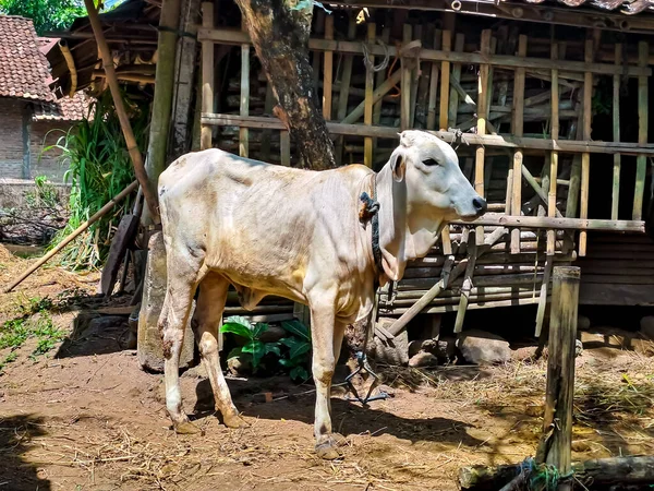A skinny cow standing near the modest cage. View of house farming in the village in Indonesia