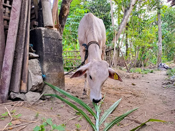 A cow standing near the modest cage and eating a stalk of sugarcane leaves. View of house farming in the village in Indonesia