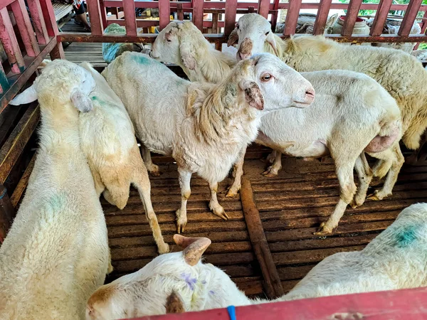印度尼西亚农舍里的山羊 — 图库照片