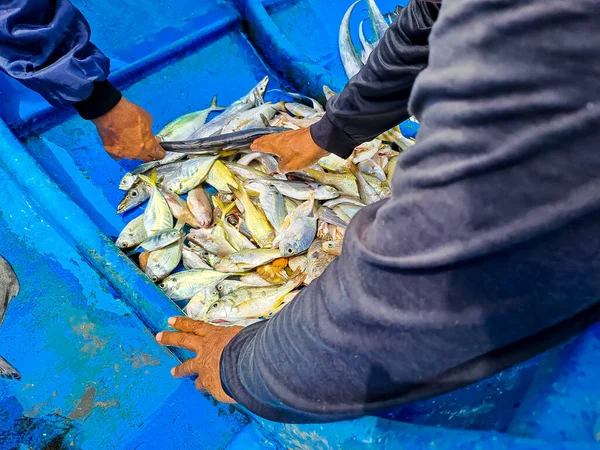 Peixe Fresco Captura Pescador Para Venda Barco — Fotografia de Stock