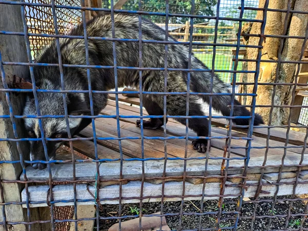 Civet Cat Civettictis Civetta Cage — Stock Photo, Image