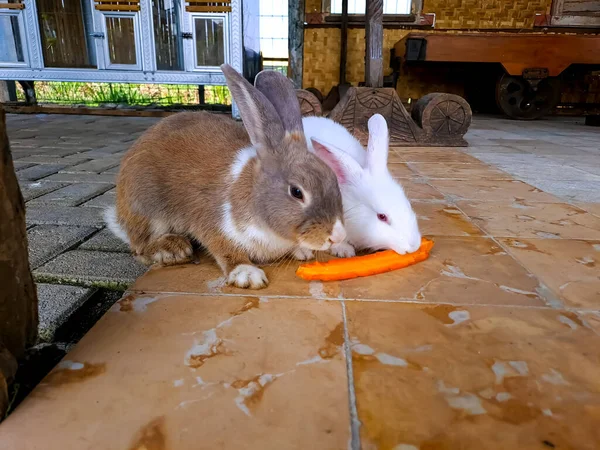 Two Cute Bunnies Eating Carrot Together Terrace Loving Pets Concept — Stock Photo, Image