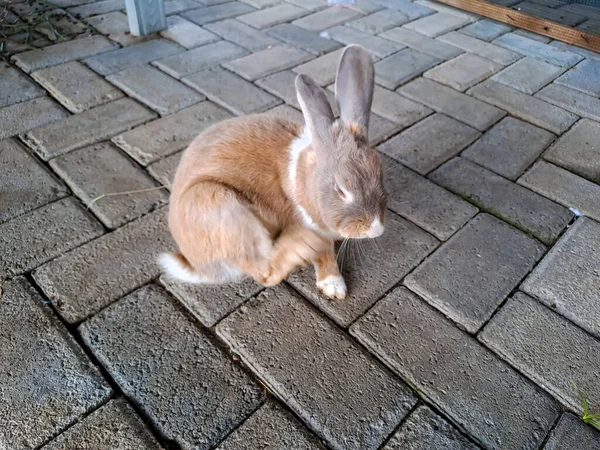 Terasta Oturan Sevimli Bir Tavşan Evcil Hayvan Konsepti — Stok fotoğraf