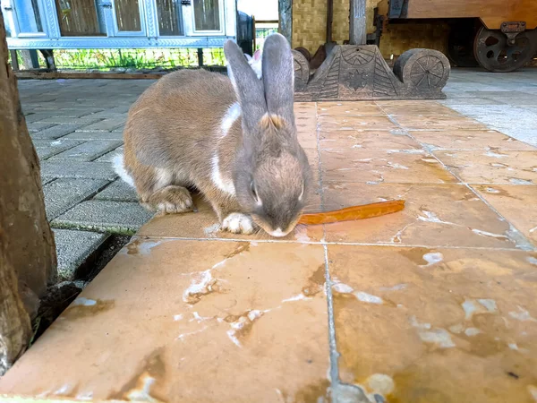 Cute Bunny Eating Carrot Together Terrace Loving Pets Concept — Stock Photo, Image