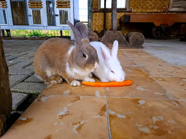 Dos Lindos Conejos Comiendo Zanahoria Juntos Terraza Concepto Mascotas Cariñosas — Foto de Stock